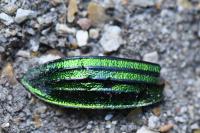 Carabus auronitens