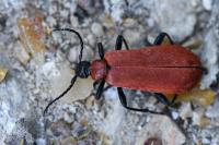 Pyrochroa coccinea