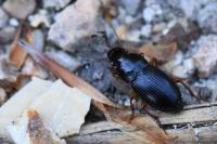 Harpalus