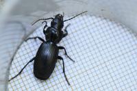 Pterostichus madidus