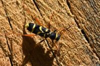 Clytus arietis