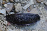 Carabus nemoralis