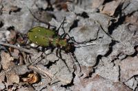 Cicindela campestris