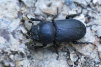 Dorcus parallelipipedus