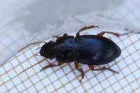 Harpalus