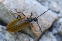 Lagria hirta