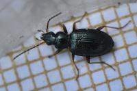 Bembidion deletum