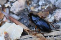 Harpalus