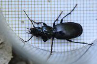Pterostichus madidus