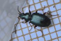 Bembidion deletum