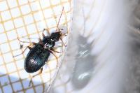 Bembidion deletum