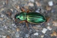 Carabus auratus