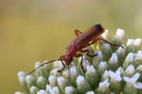 Rhagonycha fulva