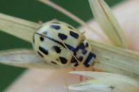 Propylea quatuordecimpunctata