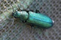 Psilothrix viridicoerulea