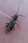 Axinotarsus pulicarius