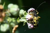 Rutpela maculata