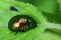 Chrysolina graminis