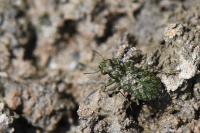 Elaphrus riparius