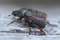 Hoplia philanthus