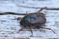 Hoplia philanthus