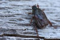Hoplia philanthus
