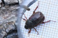 Hoplia philanthus