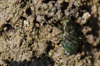Elaphrus riparius