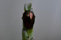 Chrysolina americana