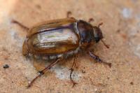 Amphimallon solstitiale
