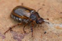 Amphimallon solstitiale