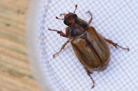 Amphimallon solstitiale