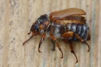 Amphimallon solstitiale
