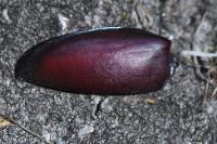 Lucanus cervus