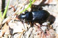 Pterostichus oblongopunctatus