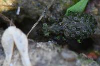 Elaphrus riparius