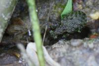 Elaphrus riparius