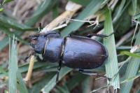 Lucanus cervus cervus