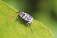 Valgus hemipterus
