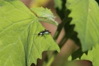 Malachius