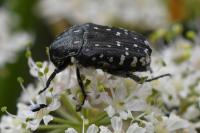 Oxythyrea funesta