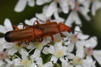 Rhagonycha fulva