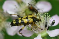 Rutpela maculata