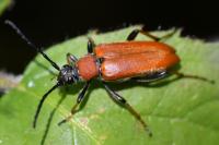 Stictoleptura rubra