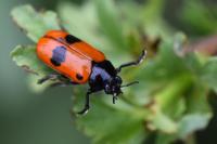 Clytra laeviuscula