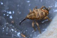 Curculio venosus