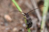Exocentrus adspersus