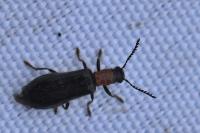 Tillus elongatus