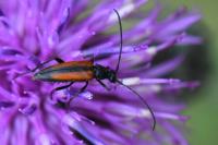Stenurella melanura