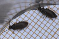 Scraptia dubia